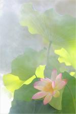 lotus-flower-9-