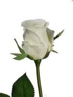 rose-0101238