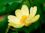 lotus-vang-2