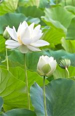 hoa-sen-trang