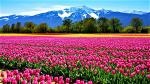 hoa-tulip