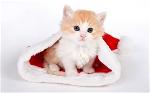 cat-2