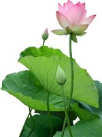 lotus-hoa-sen