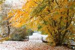 autumn-and-snow