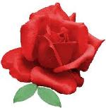 rose-0101236
