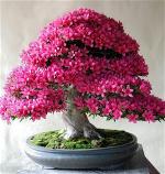 hoa-do-quyen