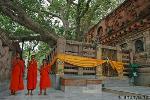 thanhdao-caycothubode-04-content