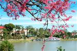hoadao-0101231