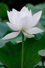 hoa-sen-trang-3