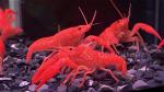 crayfish