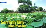 sen-tinh-tam-mua-phat-dan-300x183