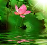 hoa-sen-lotus-flower