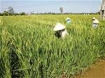 lam-ruong