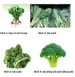 vegetables