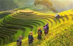 mua-lua-vang-mu-cang-chai
