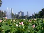 lotus-at-echo-park-lake-los-angeles