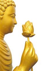 niem-hoa-vi-tieu