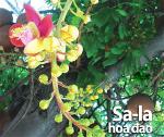 sala-hoa-dao