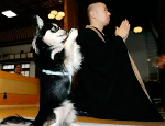 cho-va-thien-su
