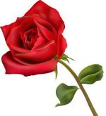 roseflower