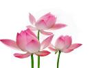 lotus-flower-1
