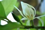 hoa-ngoc-lan
