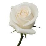rose-0101239