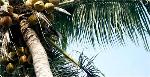 coconut-tree