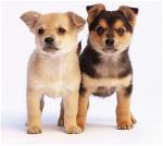 atributetothedog