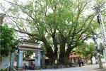 cay-bo-de-lang-dung-3-