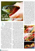 cacobietdaukhong2-0