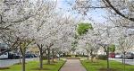 cherry-blossom-festival-in-macon-ga
