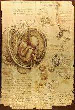 studies-of-embryos-by-leonardo-da-vinci