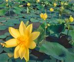 lotus-vang