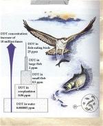 ddt